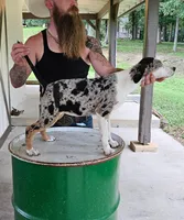 Cammie, a male Catahoula Leopard Dog for sale in Allardt, TN – 2 of 3