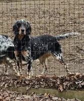 Oscar, a male English Setter for sale in Allardt, TN – 3 of 3
