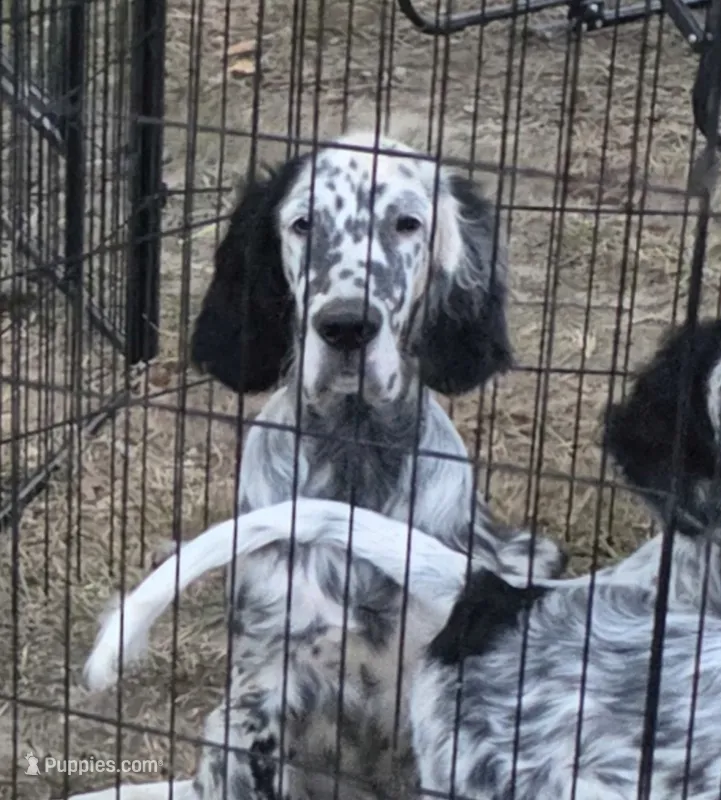 Kenny – English Setter puppy for sale in Allardt, TN