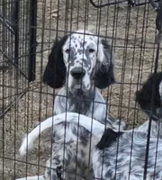 Kenny, a male English Setter for sale in Allardt, TN – 2 of 5
