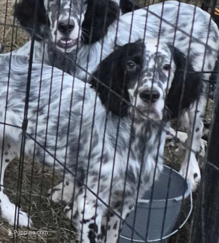 Oscar – English Setter puppy for sale in Allardt, TN