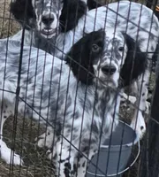 Oscar, a male English Setter for sale in Allardt, TN – 2 of 5