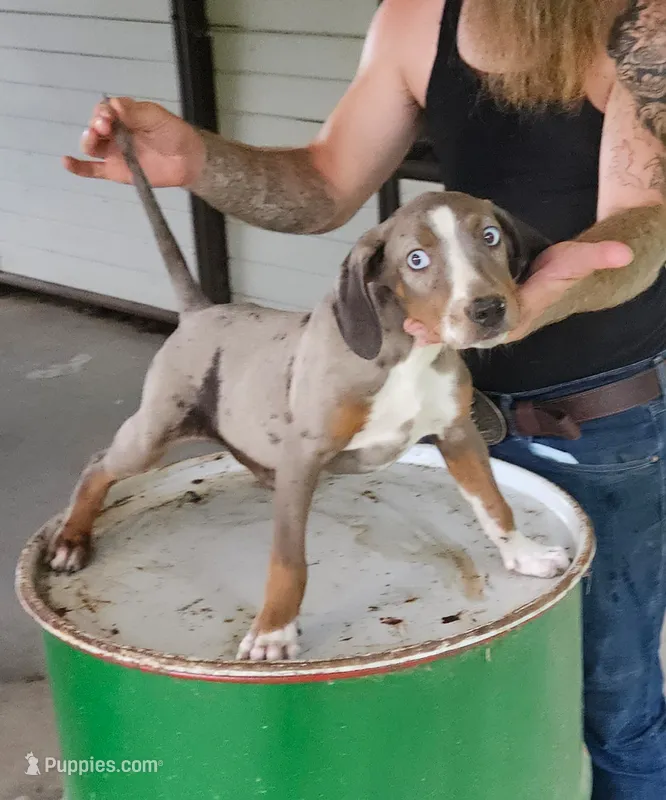 Boone – Catahoula Leopard Dog puppy for sale in Allardt, TN
