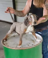 Boone, a male Catahoula Leopard Dog for sale in Allardt, TN – 1 of 3