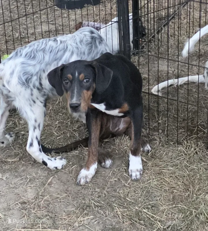 Faleen – Catahoula Leopard Dog puppy for sale in Allardt, TN