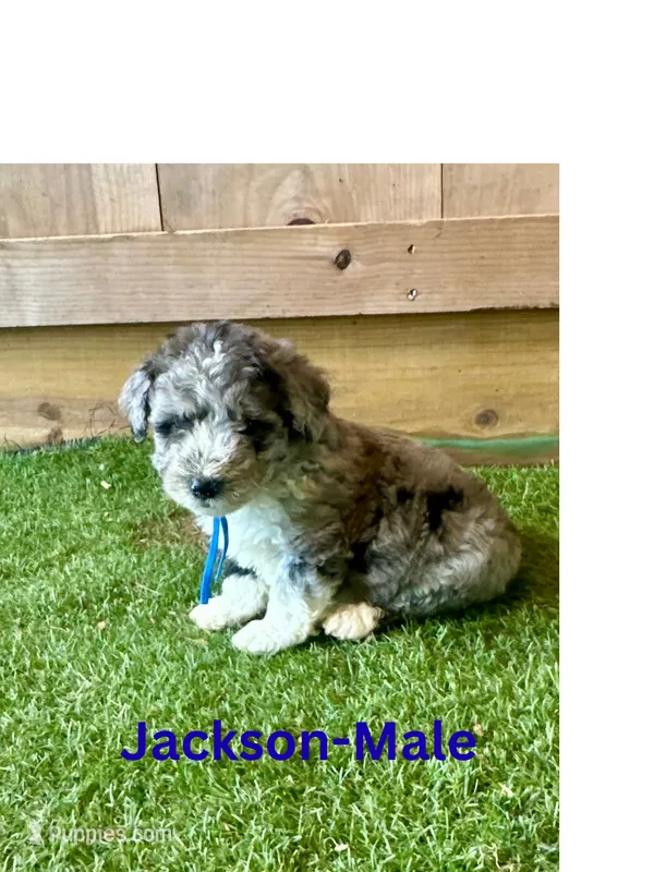 Jackson – Miniature Aussiedoodle puppy for sale in Allardt, TN