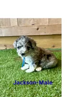 Jackson, a male Miniature Aussiedoodle for sale in Allardt, TN – 1 of 1