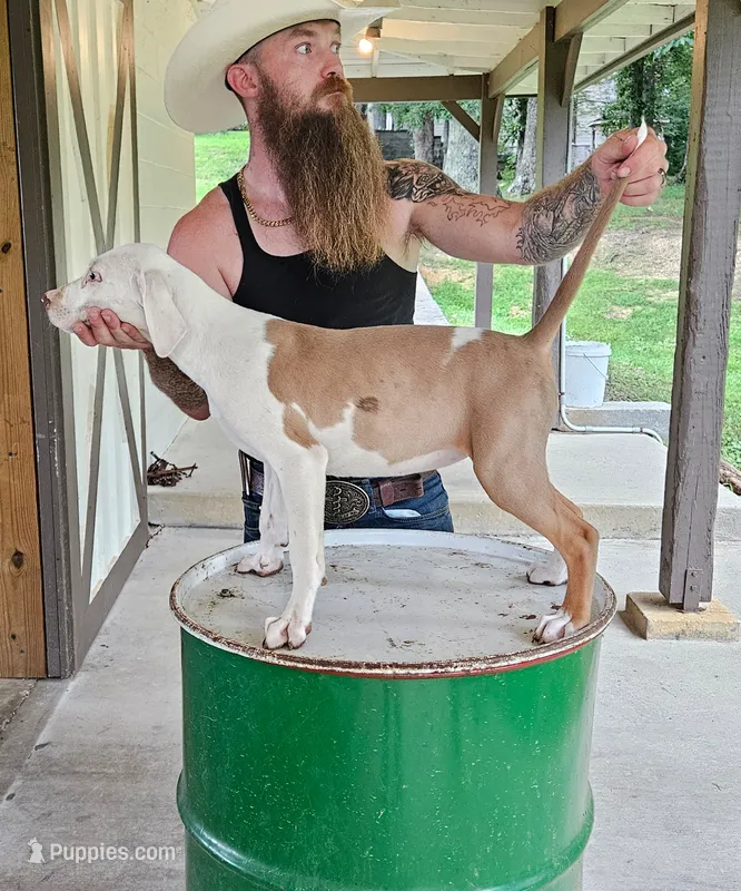 Dolly – Catahoula Leopard Dog puppy for sale in Allardt, TN