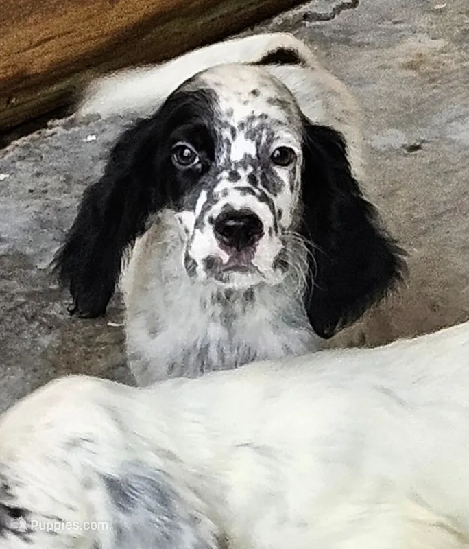 Oscar – English Setter puppy for sale in Allardt, TN