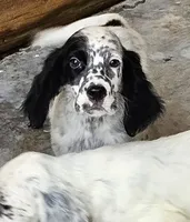 Oscar, a male English Setter for sale in Allardt, TN – 1 of 3