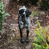 Blitzen, a male German Shorthaired Pointer and Weimaraner for sale in Allardt, TN – Photo 4 of 9