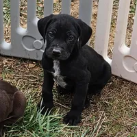 Blitzen, a male German Shorthaired Pointer and Weimaraner for sale in Allardt, TN – Photo 7 of 9