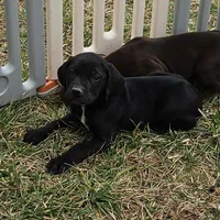 Blitzen, a male German Shorthaired Pointer and Weimaraner for sale in Allardt, TN – Photo 9 of 9