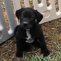 Blitzen, a male German Shorthaired Pointer and Weimaraner for sale in Allardt, TN – Photo 1 of 9