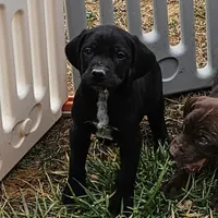 Blitzen, a male German Shorthaired Pointer and Weimaraner for sale in Allardt, TN – Photo 5 of 9