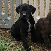 Blitzen, a male German Shorthaired Pointer and Weimaraner for sale in Allardt, TN – Photo 6 of 9