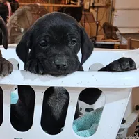 Blitzen, a male German Shorthaired Pointer and Weimaraner for sale in Allardt, TN – Photo 2 of 9