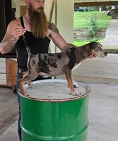 Axel, a male Catahoula Leopard Dog for sale in Allardt, TN – 3 of 3