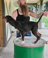Faleen, a male Catahoula Leopard Dog for sale in Allardt, TN – 2 of 2