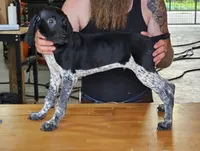 Asher, a male Cane Corso and German Shorthaired Pointer for sale in Allardt, TN – 2 of 3