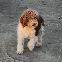 Laney, a female Bernedoodle for sale in Allardt, TN – Photo 4 of 8