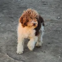 Laney, a female Bernedoodle for sale in Allardt, TN – Photo 4 of 8