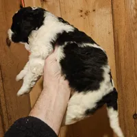 Laney, a female Bernedoodle for sale in Allardt, TN – Photo 5 of 8