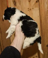 Laney, a female Bernedoodle for sale in Allardt, TN – Photo 5 of 8