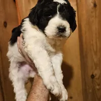 Laney, a female Bernedoodle for sale in Allardt, TN – Photo 2 of 8