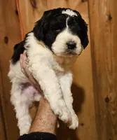 Laney, a female Bernedoodle for sale in Allardt, TN – Photo 2 of 8