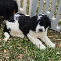 Laney, a female Bernedoodle for sale in Allardt, TN – Photo 8 of 8