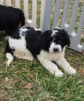 Laney, a female Bernedoodle for sale in Allardt, TN – Photo 8 of 8