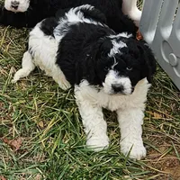 Laney, a female Bernedoodle for sale in Allardt, TN – Photo 7 of 8