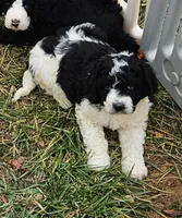 Laney, a female Bernedoodle for sale in Allardt, TN – Photo 7 of 8