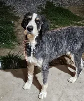 Laney, a female Bernedoodle for sale in Allardt, TN – Photo 6 of 8
