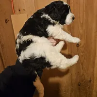 Laney, a female Bernedoodle for sale in Allardt, TN – Photo 3 of 8