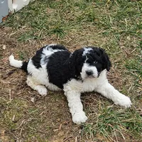 Laney, a female Bernedoodle for sale in Allardt, TN – Photo 1 of 8