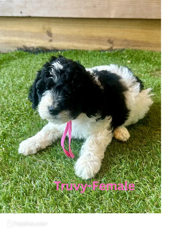 Truvy – Miniature Aussiedoodle puppy for sale in Allardt, TN