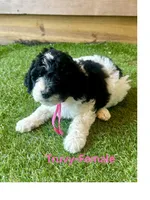 Truvy, a female Miniature Aussiedoodle for sale in Allardt, TN – 1 of 1