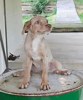 Ellie, a male Catahoula Leopard Dog for sale in Allardt, TN – 2 of 3