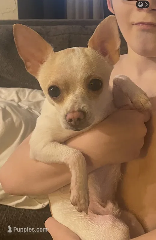 Buddy – Chihuahua puppy for sale in Connellsville, PA