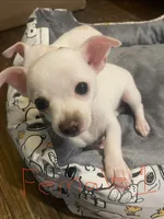 Female #1, a female Chihuahua for sale in Connellsville, PA – 4 of 5
