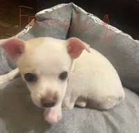 Female #1, a female Chihuahua for sale in Connellsville, PA – 2 of 5