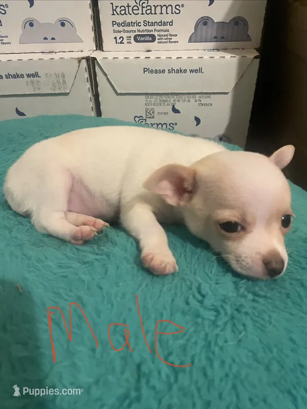 Male – Chihuahua puppy for sale in Connellsville, PA