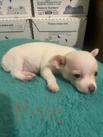 Male, a male Chihuahua for sale in Connellsville, PA – 1 of 3