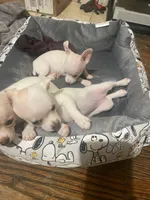 Female #2, a female Chihuahua for sale in Connellsville, PA – 4 of 5