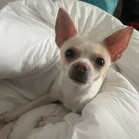 Little Buddy, a male Chihuahua for sale in Connellsville, PA – 5 of 7