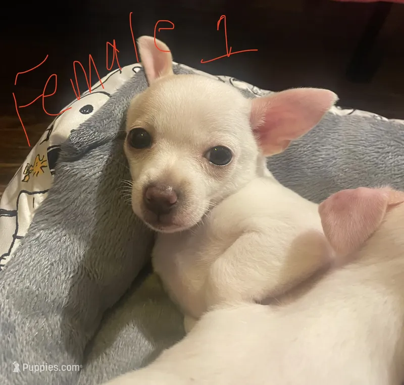 Female #1 – Chihuahua puppy for sale in Connellsville, PA