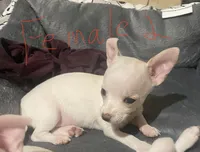 Female #2, a female Chihuahua for sale in Connellsville, PA – 3 of 5