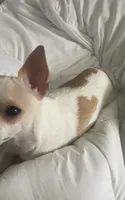 Little Buddy, a male Chihuahua for sale in Connellsville, PA – 4 of 7